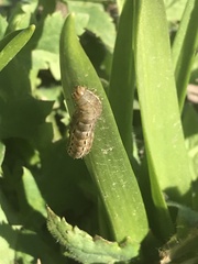 Acronicta rumicis