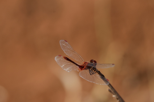 Wandering Percher