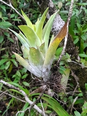 Spanish moss (Catopsis berteroniana)