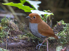 Grallaria rufocinerea