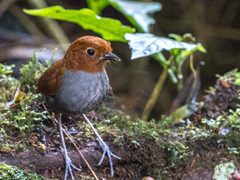 Grallaria rufocinerea