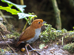 Grallaria rufocinerea