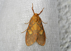 Ammatho roseororatus