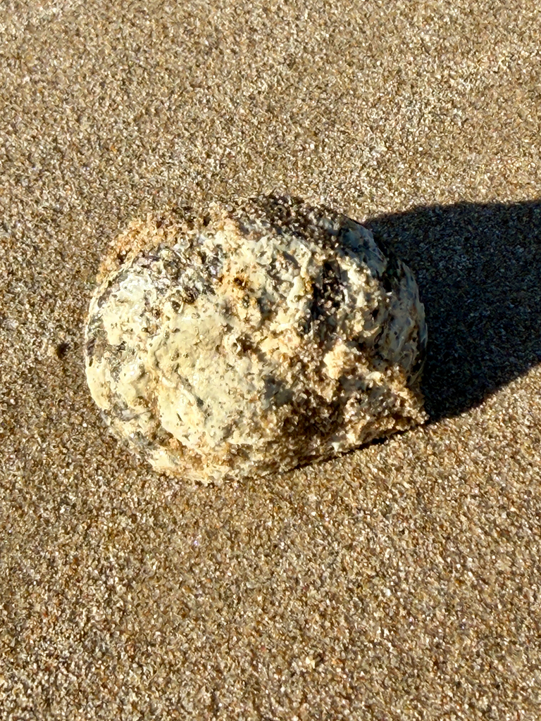 Sharp Turban Shell Rough turban shell from Coffs Harbour, NSW, AU on April 15, 2026 at 08: ...