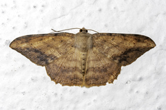 Luxiaria amasa