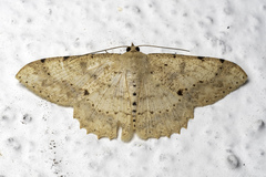 Luxiaria emphatica