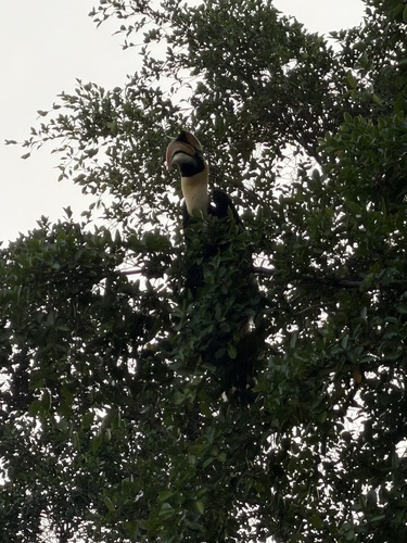 Great Hornbill