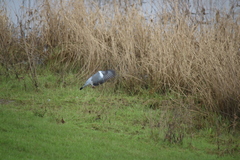 Columba palumbus