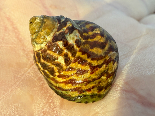 Phorcus sauciatus