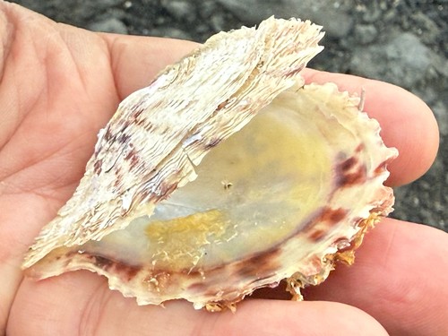 Pinctada imbricata