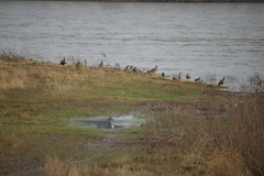 Alopochen aegyptiaca