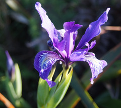 Iris longipetala