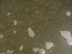 Olivella semistriata