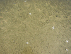 Olivella semistriata