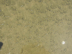 Olivella semistriata