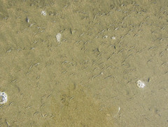 Olivella semistriata