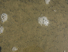 Olivella semistriata