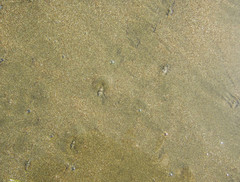 Olivella semistriata