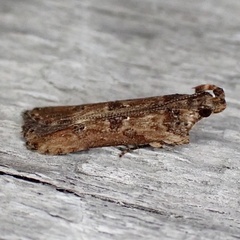 Prostomeus brunneus