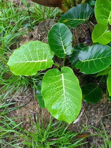 Ficus nymphaeifolia