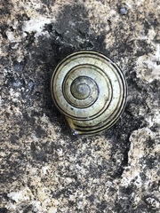 Cepaea nemoralis