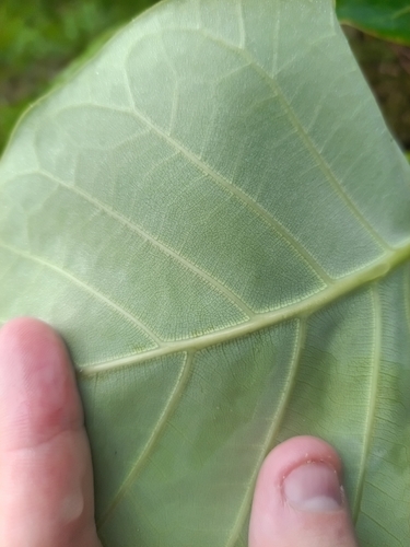 Ficus nymphaeifolia, photograph 2