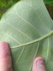 Ficus nymphaeifolia, photograph (c) Guillaume Delaitre, some rights reserved (CC BY)