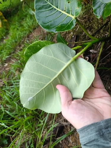Ficus nymphaeifolia, photograph 3