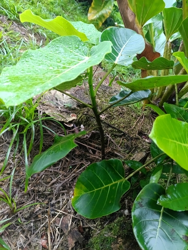 Ficus nymphaeifolia, photograph 4