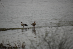 Alopochen aegyptiaca