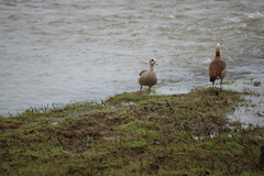 Alopochen aegyptiaca