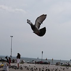 Columba livia domestica