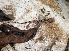 Cyrtodactylus jellesmae