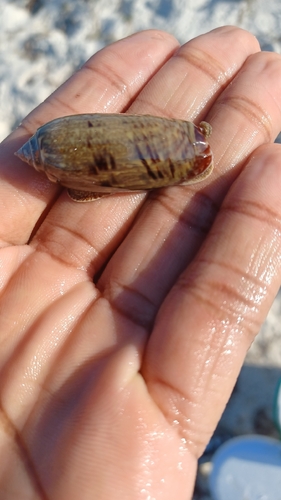 Oliva sayana