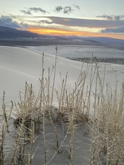 Swallenia alexandrae