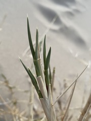 Swallenia alexandrae