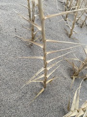 Swallenia alexandrae