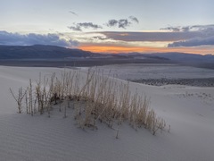 Swallenia alexandrae