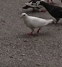 Columba livia domestica