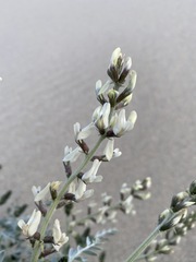 Astragalus lentiginosus micans