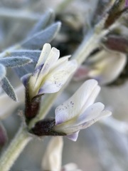 Astragalus lentiginosus micans