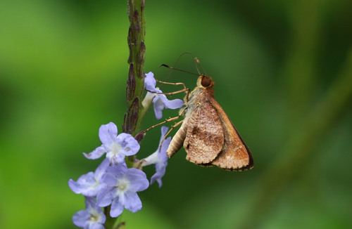 Vettius umbrata