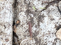 Pseudopolydesmus canadensis