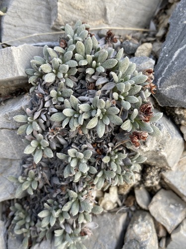 Image of Eriogonum gilmanii by (c) Matt Berger, some rights reserved (CC BY)