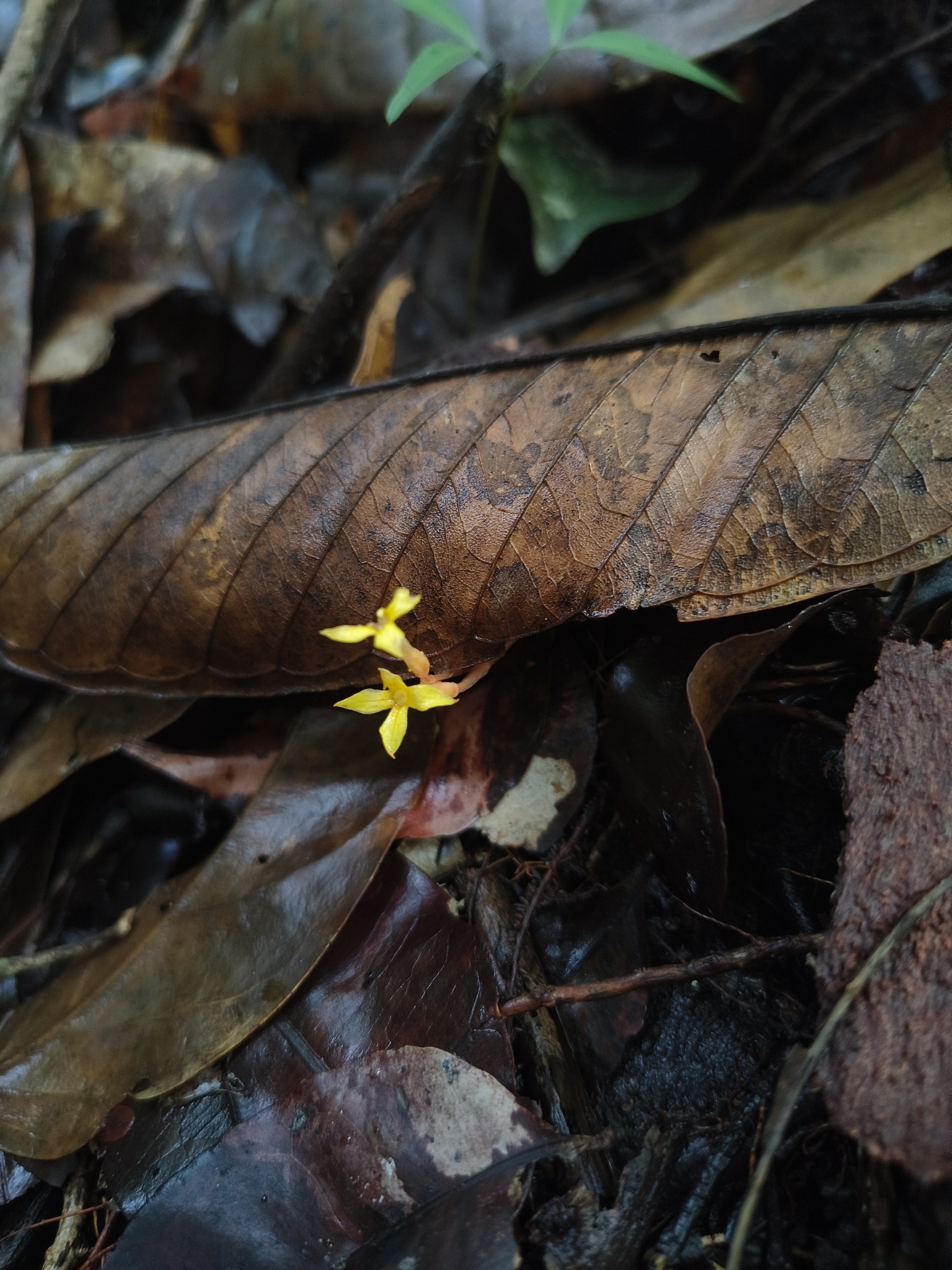 Voyria spruceana
