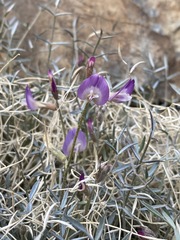 Astragalus panamintensis
