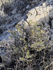 Hecastocleis shockleyi