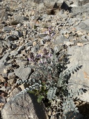 Astragalus layneae