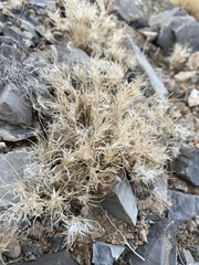 Blepharidachne kingii