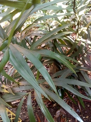 Zamia loddigesii